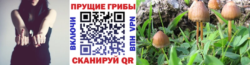 Псилоцибиновые грибы Psilocybine cubensis  блэк спрут сайт  Курчалой 
